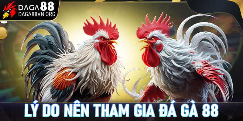 Các lý do game thủ nên tham gia đá gà trực tuyến