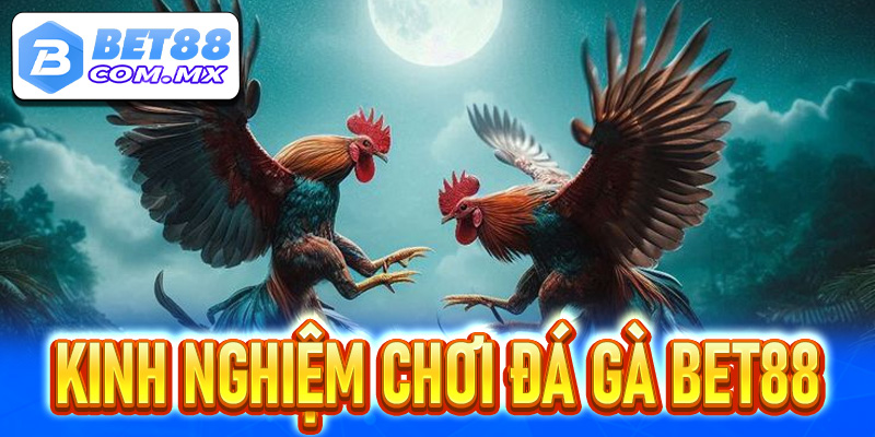 Kinh nghiệm chơi cá cược đá gà tại nhà cái Bet88